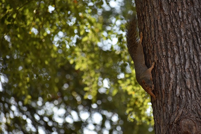 国际刑事法 国际刑事法